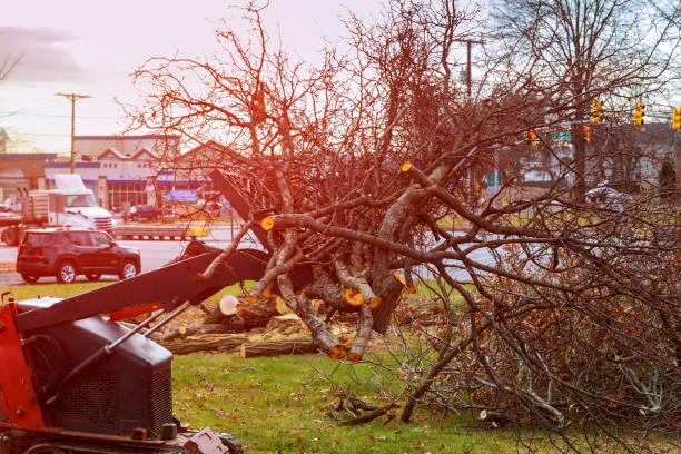 How Our Tree Care Process Works  in  Benbrook, TX