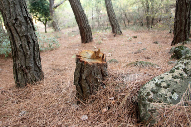 Best Tree Disease Treatment  in Benbrook, TX